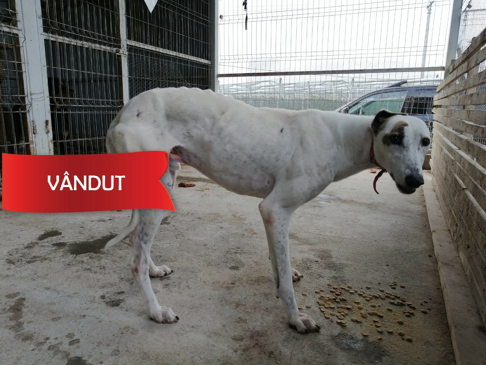 Câine din rasa ogar (metis) - Alb